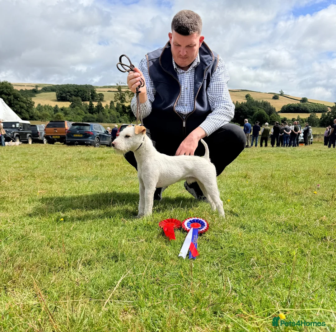 Jack Russell dogs for stud: The Geordie boy at stud 🖤🤍 - Advert 1