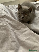 British Shorthair cats British Shorthair Blue Kittens 💛 Raised with Love - Advert 7