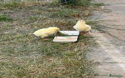 Chickens poultry for sale: Chicks for free - Image 2