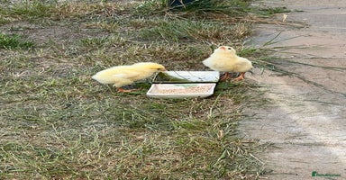 Chickens poultry - Advert 4