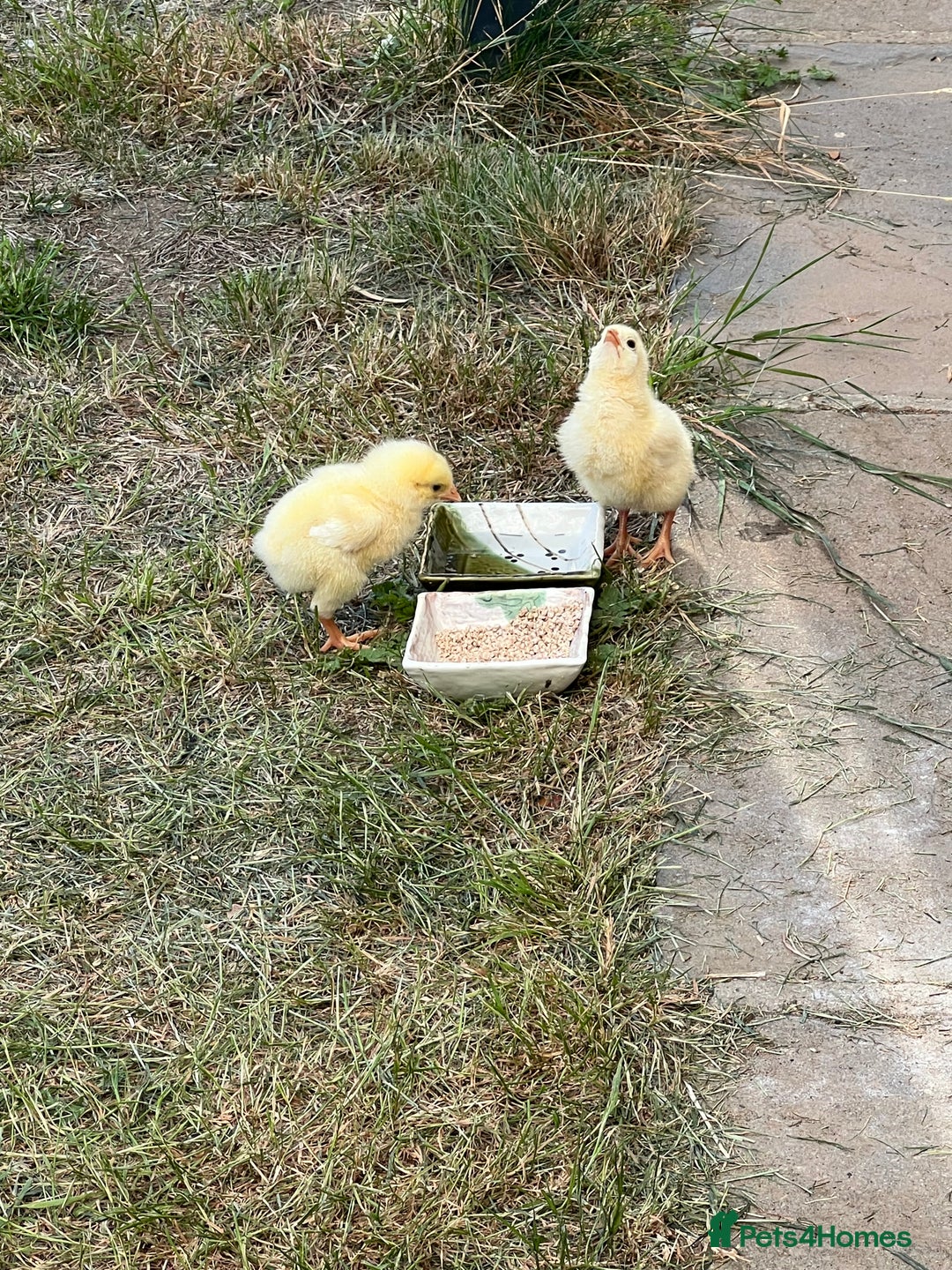 Chickens poultry for sale: Chicks for free - Image 2