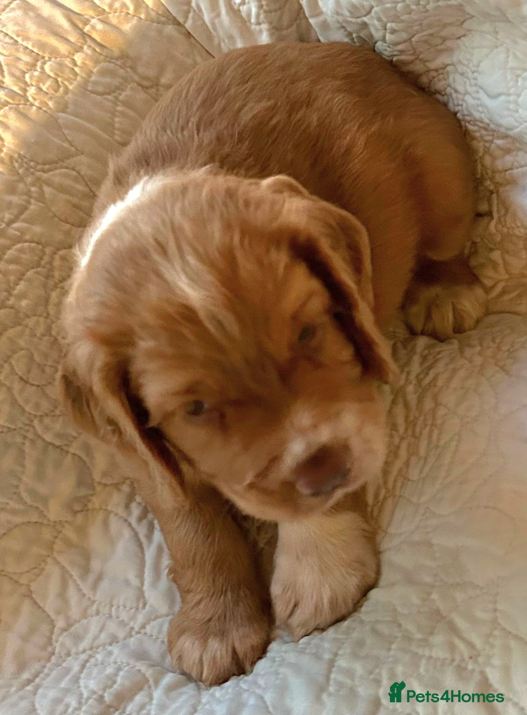 Cocker Spaniel dogs for sale: HEALTH CHECKED KC REG WORKING COCKER SPANIELS  - Advert 20