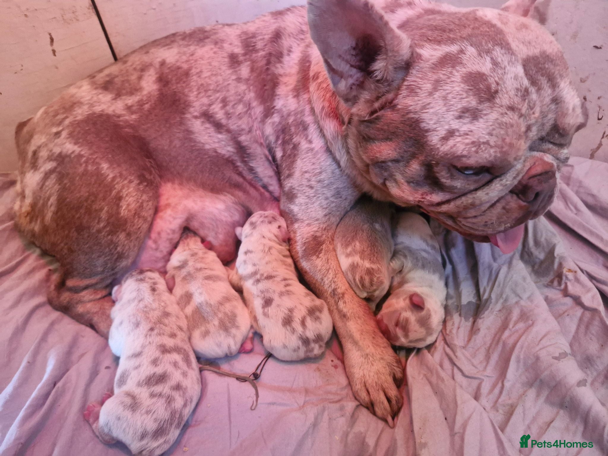 French Bulldog dogs Merle french bulldogs  - Advert 2