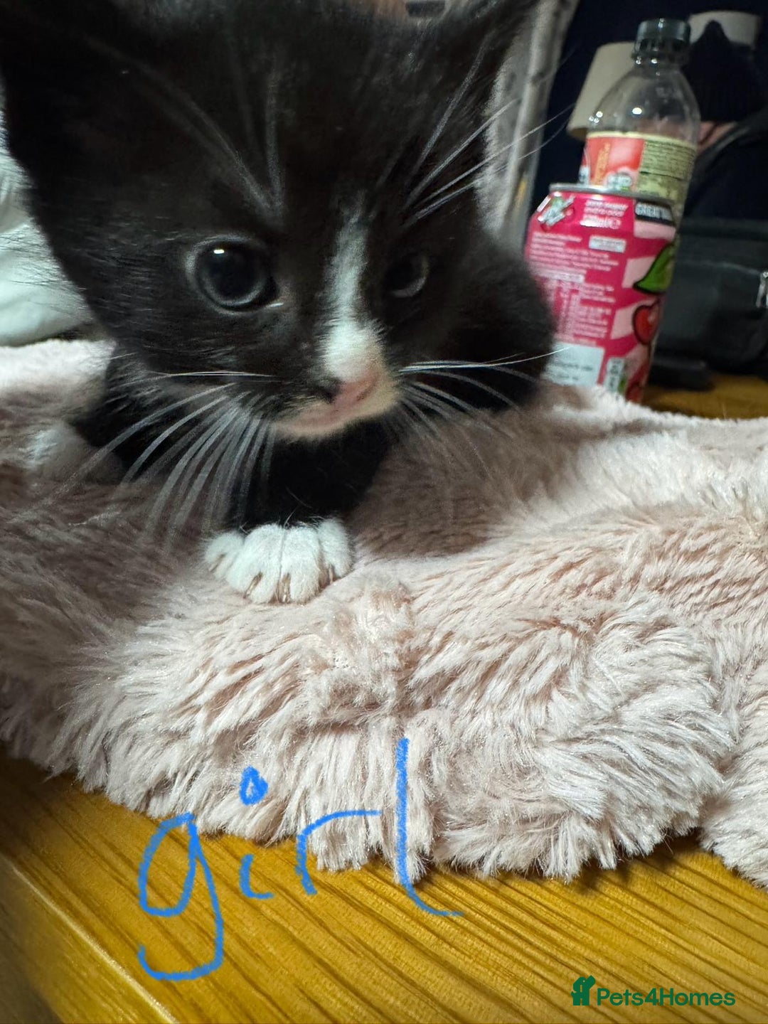 Mixed Breed cats for sale: Black and white kittens  - Advert 5