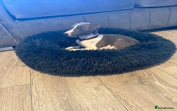 Whippet dogs for sale: 8 Week Old Whippet Puppies  - Advert 24