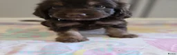 Cockapoo dogs for sale: Beautiful Cockapoo babies in Barnsley - Advert 10