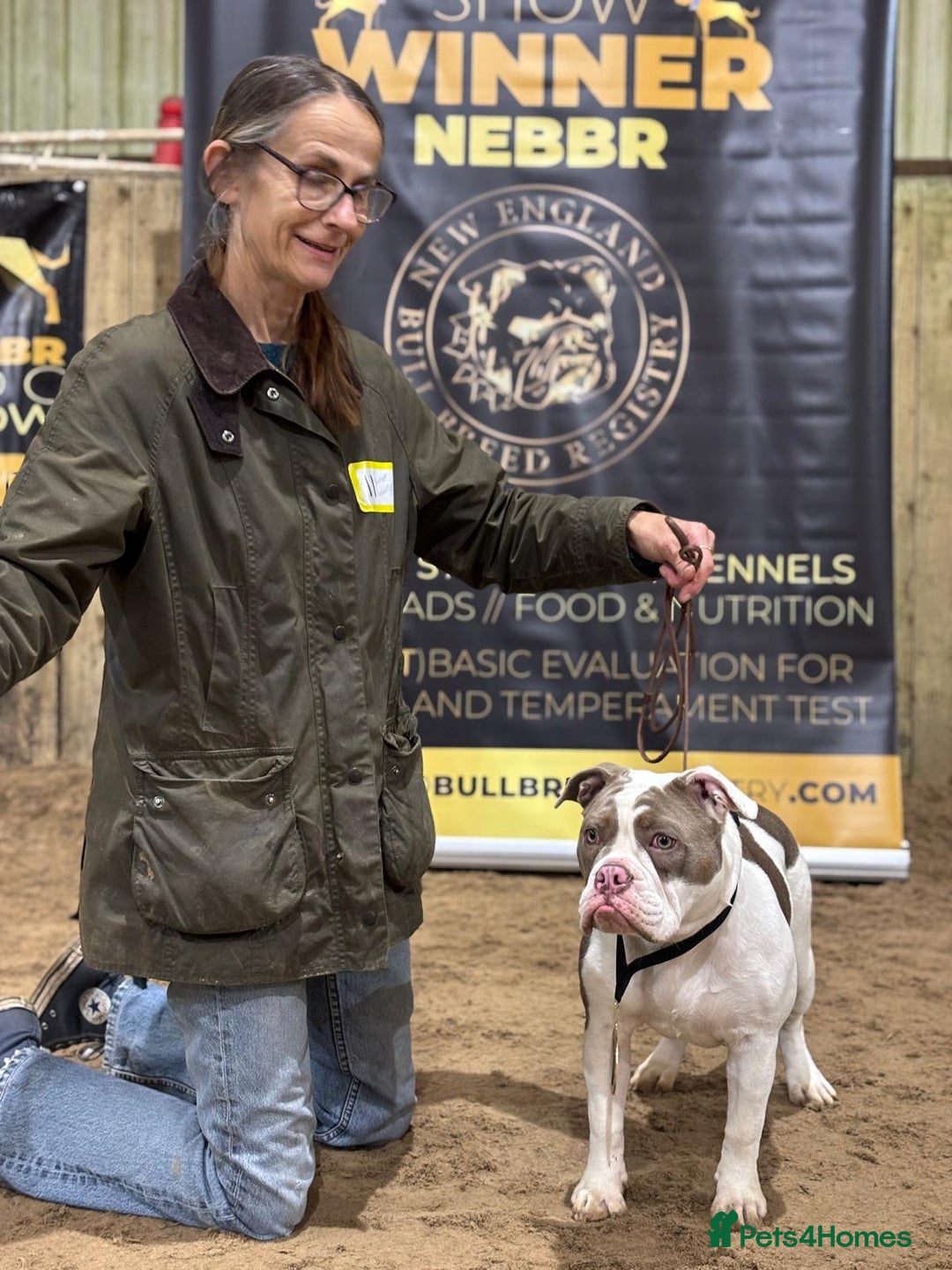 Olde English Bulldogge dogs for stud: Olde English bulldog stud  - Advert 17