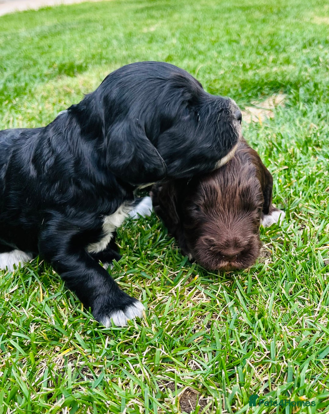 Cockapoo dogs for sale: Beautiful Merle cockapoos - Image 4
