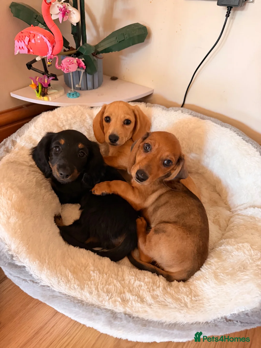 Miniature Dachshund dogs for sale: READY TO GO 🐾 Beautiful Mini Dachshund  - Advert 1
