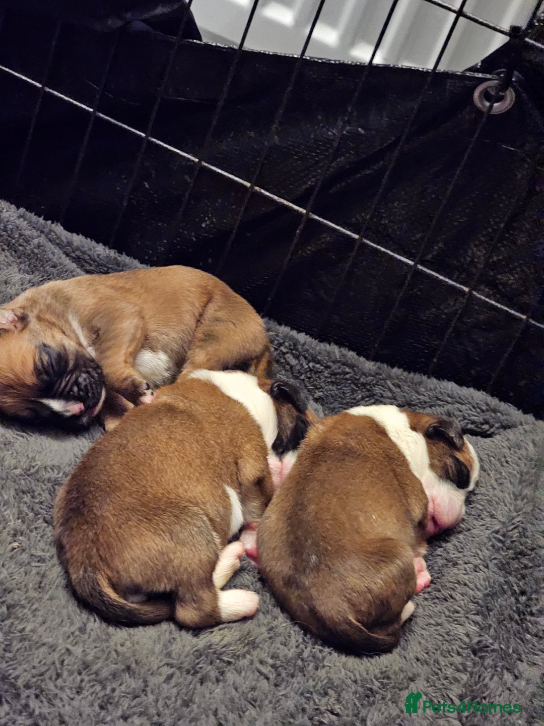 Boxer dogs for sale: Boxer babies - Advert 14