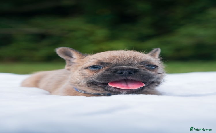 French Bulldog dogs - Advert 1