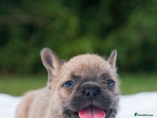 French Bulldog dogs Reduced 🐾French bulldogs💎 - Advert 4