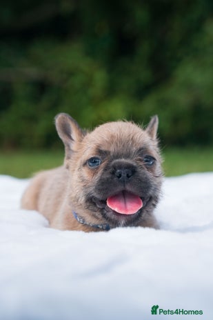 French Bulldog dogs - Advert 3