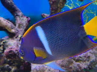 Other/Mixed Breed fish Large Marine Fish - King ANGEL & Regal Tang - Advert 1