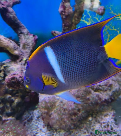 Other/Mixed Breed fish Large Marine Fish - King ANGEL & Regal Tang - Advert 2
