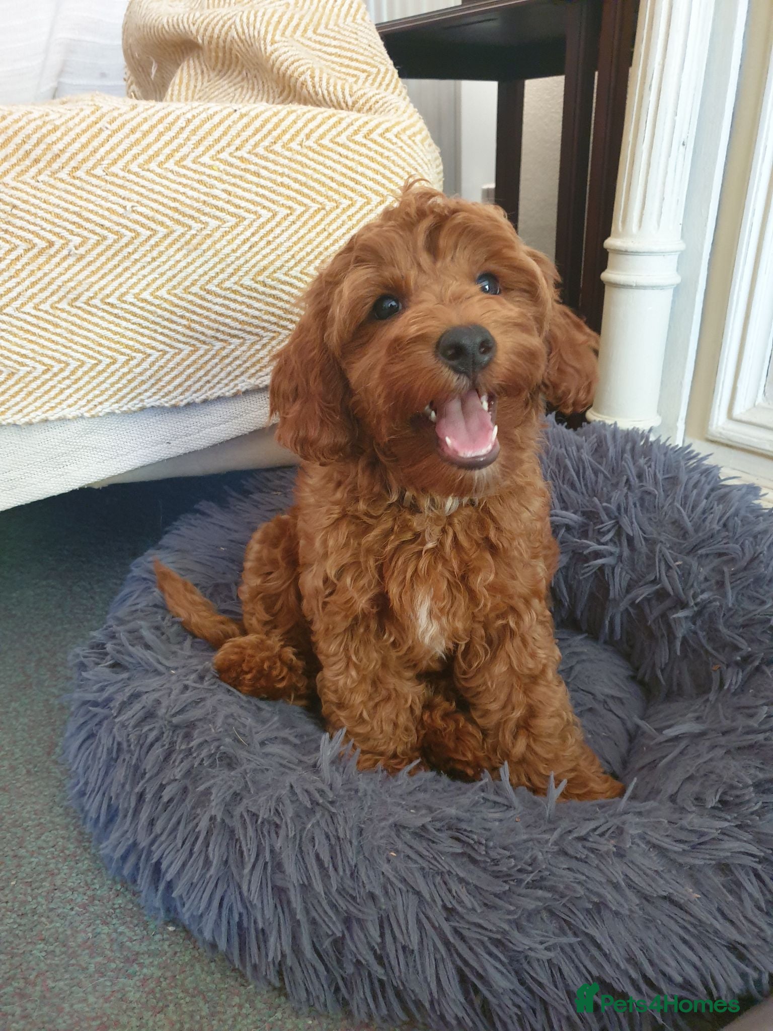 Coton De Tulear dogs F1bb Cotonoodle from heath tested parents - Advert 2