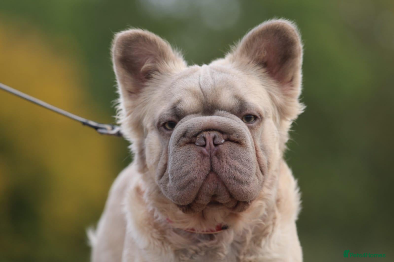 French Bulldog dogs Fluffy french bulldog stud  - Advert 5