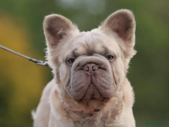 French Bulldog dogs Fluffy french bulldog stud - Advert 5