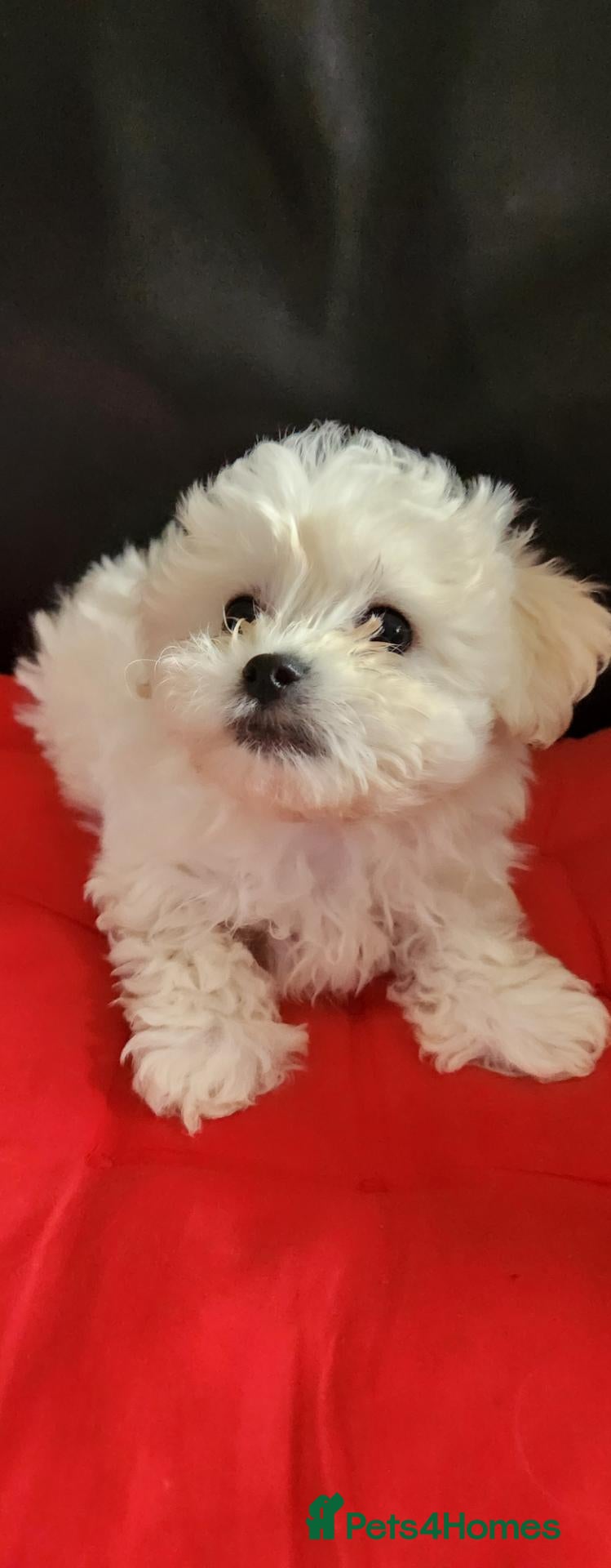 Mixed Breed dogs for sale: Bichon Frise  - Advert 2
