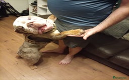 English Bulldog dogs for stud: English BullDog PaddytheBaddy for studd - Image 5