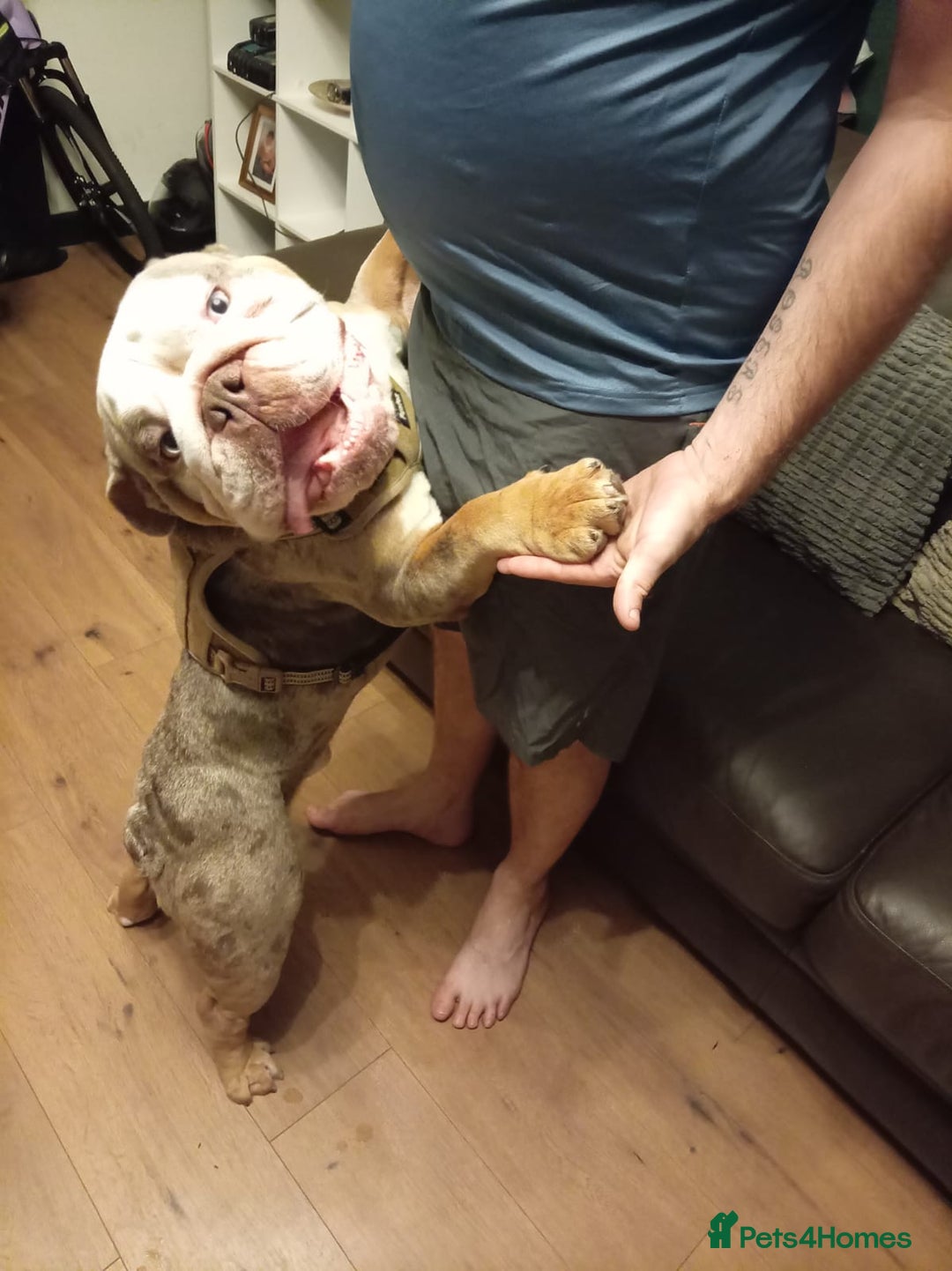 English Bulldog dogs for stud: English BullDog PaddytheBaddy for studd - Image 5