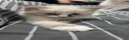 Siberian cats for sale: Pure bred neva masquerade siberian kittens  - Advert 4
