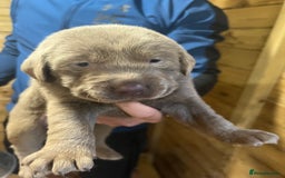 Labrador Retriever dogs for sale: Silver Labrador puppy’s  - Image 1