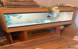 Tortoise reptiles for sale: Tortoise  - Image 3