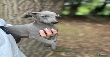 Whippet dogs - Advert 4