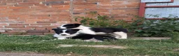 Border Collie dogs for sale: Border Collie Puppies for sale - Advert 5