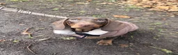 Miniature Dachshund dogs for sale: Looking for Their Forever Home  - Advert 5