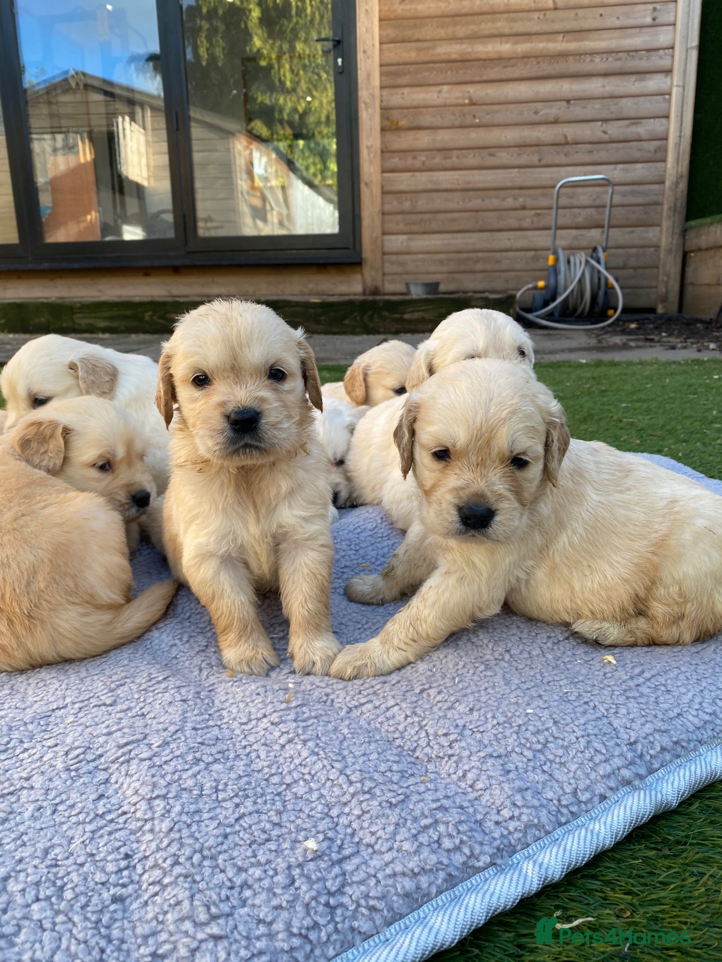 Golden Retriever dogs ⭐ KC Registered Golden Retriever Puppies ⭐️  - Advert 1