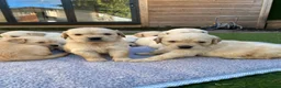 Golden Retriever dogs for sale: ⭐ KC Registered Golden Retriever Puppies ⭐️  - Advert 1