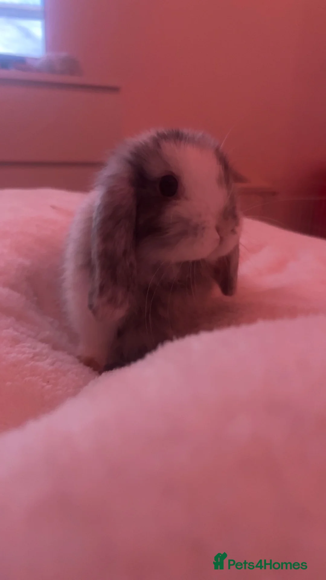 Mini Lop rabbits for sale: Mini lop bunny for sale - Advert 1