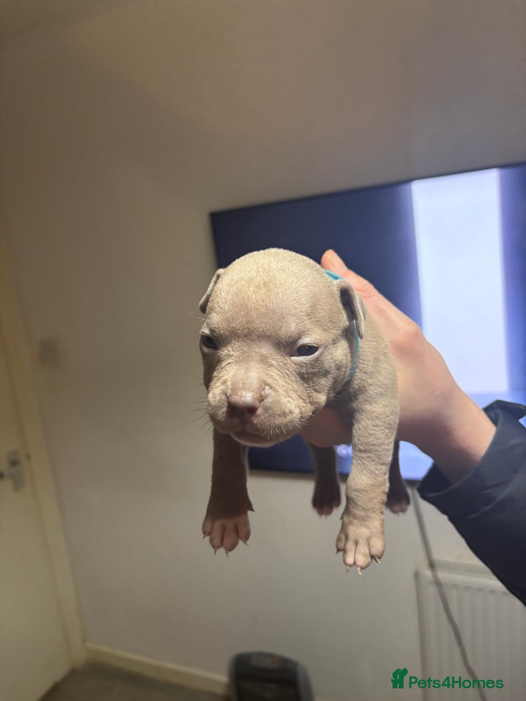 American Bully dogs for sale: Pocket Bully Puppies - Advert 7