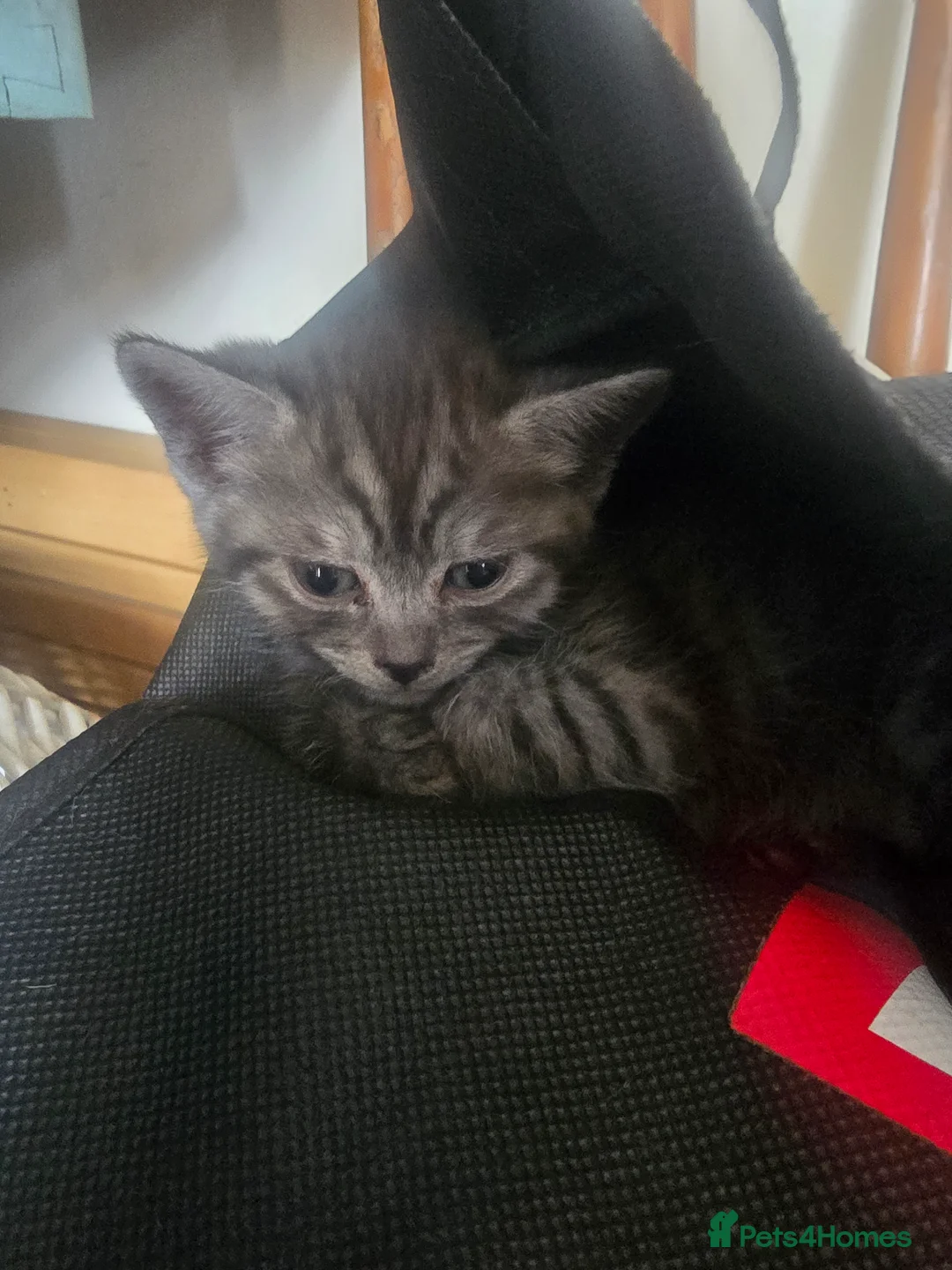 Mixed Breed cats for sale: Beautiful kittens  - Advert 2