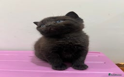 British Shorthair cats for sale: Stunning Brown/Grey Mix British Shorthair Kittens - Advert 9