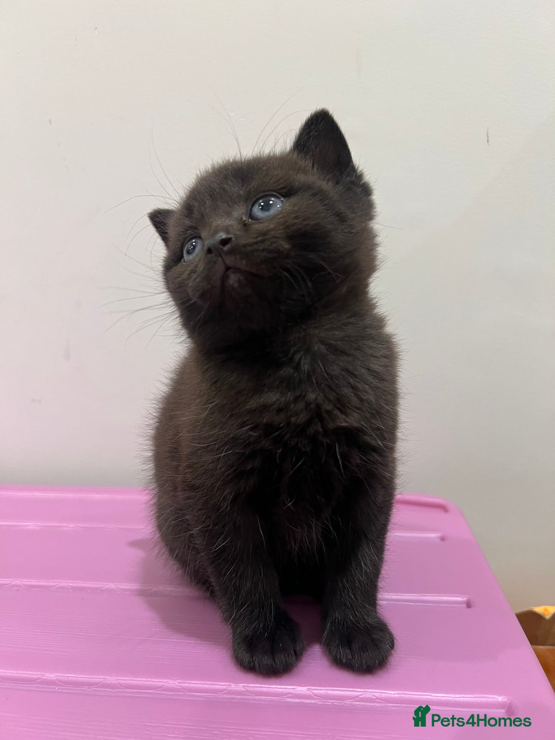 British Shorthair cats for sale: Stunning Brown/Grey Mix British Shorthair Kittens - Advert 9