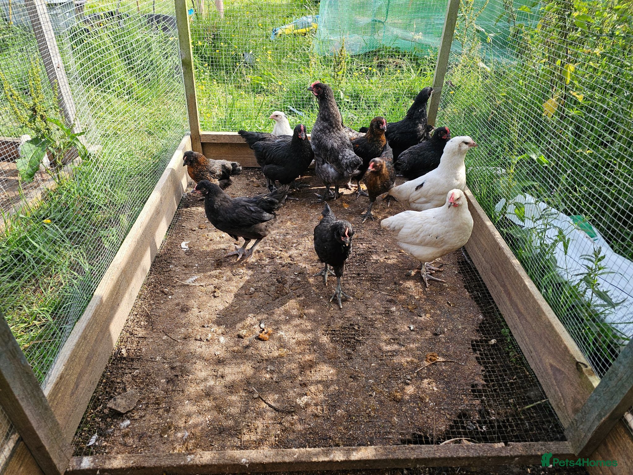 Chickens poultry Easter eggers fully feathered ready togo  - Advert 2