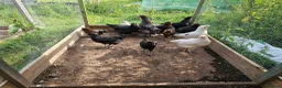 Chickens poultry for sale: Easter eggers fully feathered ready togo  - Advert 2