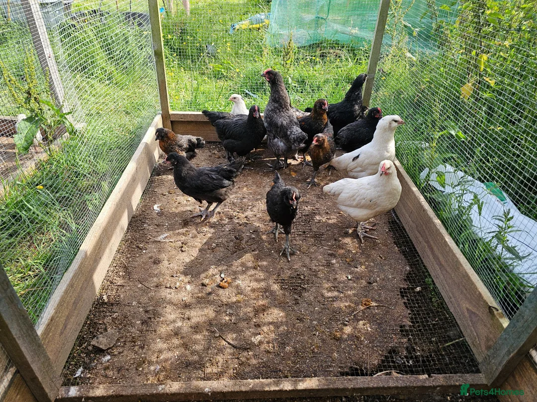 Chickens poultry for sale: Easter eggers fully feathered ready togo  - Advert 2