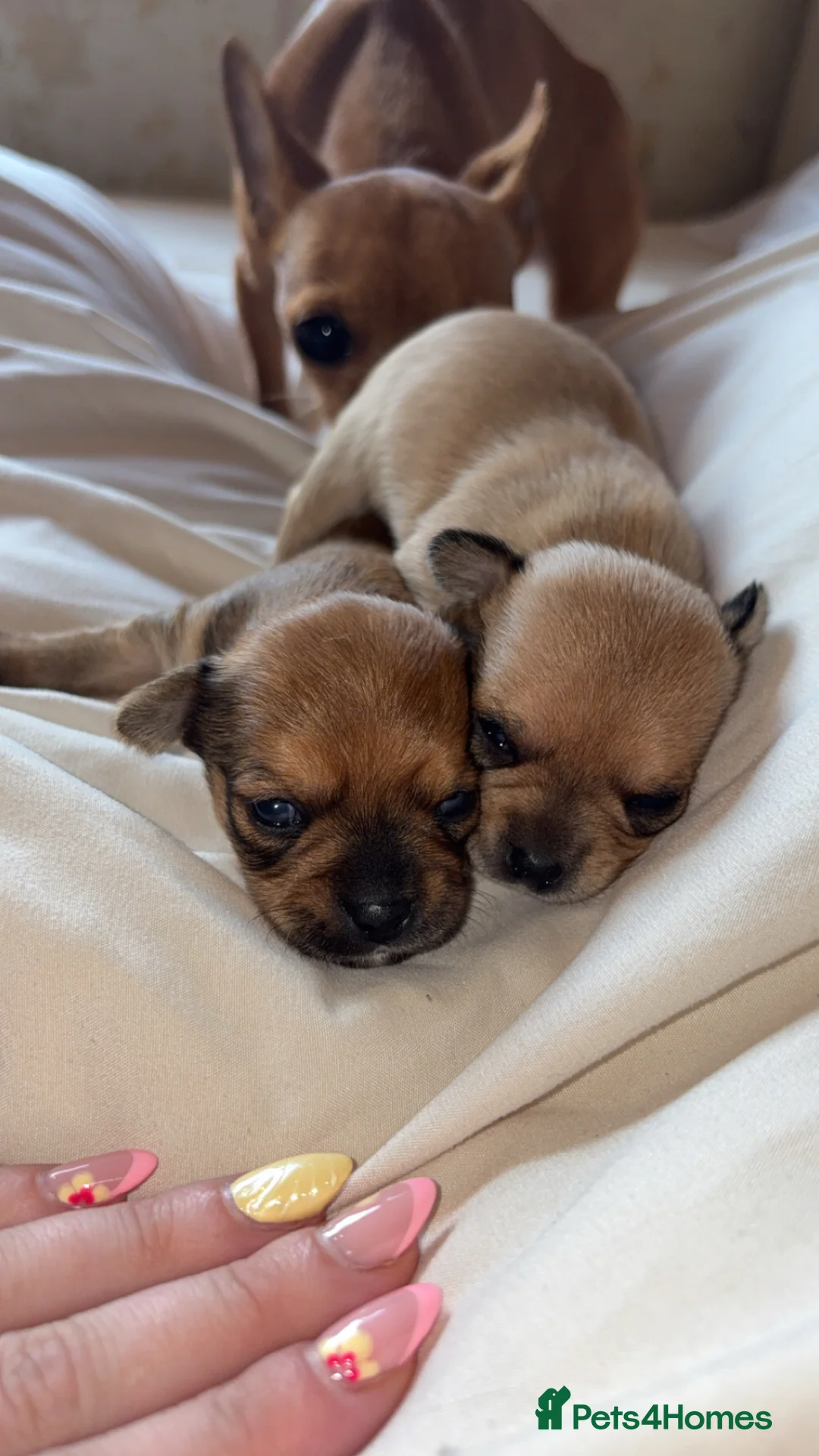 Chihuahua dogs for sale: Beautiful Chihuahua Puppies - Advert 1
