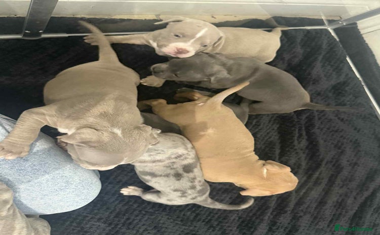 American Bully dogs Forever friend ❤️ - Advert 4