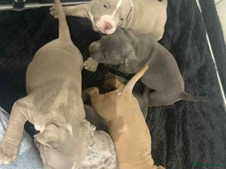 American Bully dogs Forever friend ❤️ - Advert 4