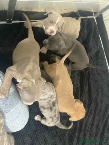 American Bully dogs Forever friend ❤️ - Advert 2