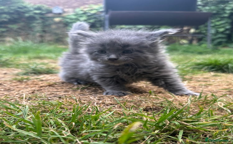 Maine Coon cats - Advert 10