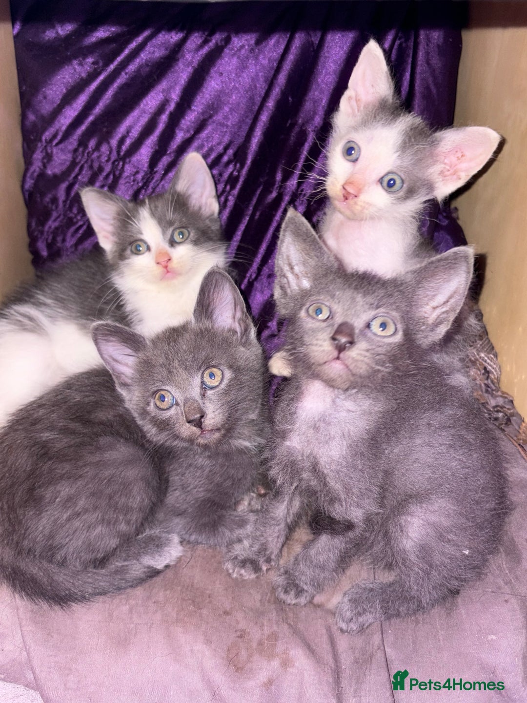 LaPerm cats for sale: 4 Stunning La perm cross kittens - Image 5