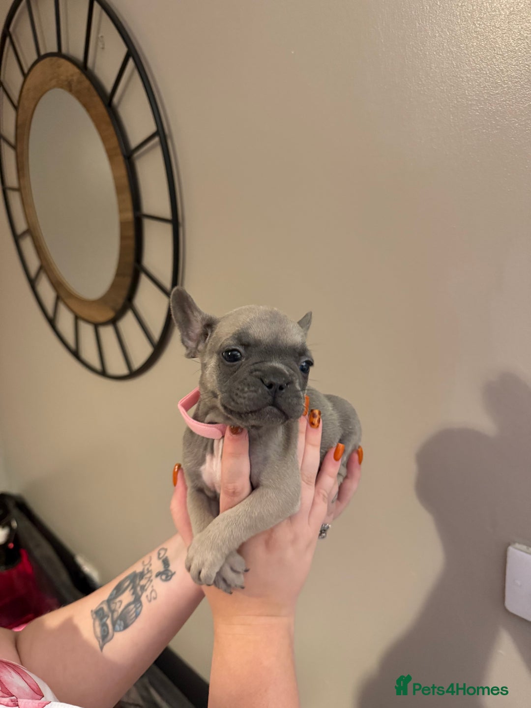 French Bulldog dogs for sale: Stunning French bulldogs  - Image 2