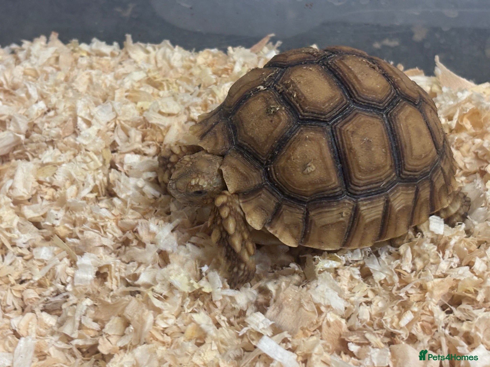 Tortoise reptiles Baby Sulcata Hatchlings - Advert 1