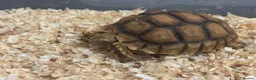 Tortoise reptiles for sale: Baby Sulcata Hatchlings in Swindon - Advert 1
